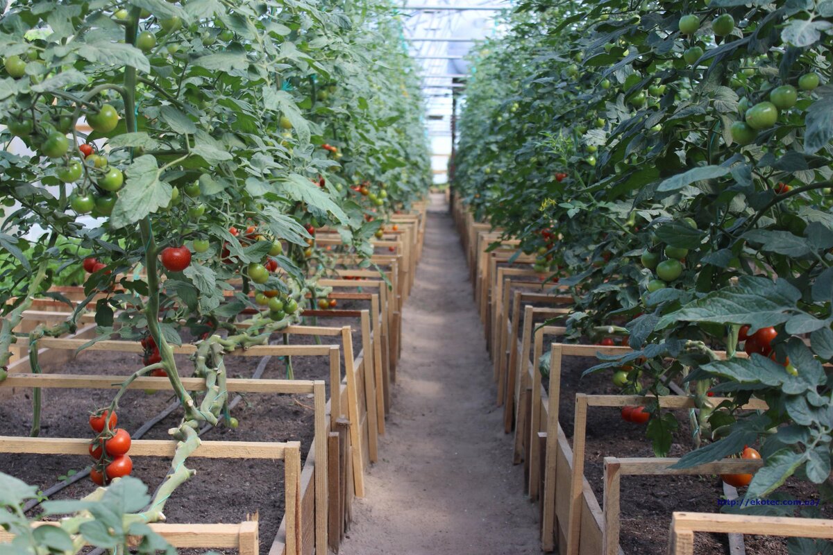 Фото: garden-zoo.ru