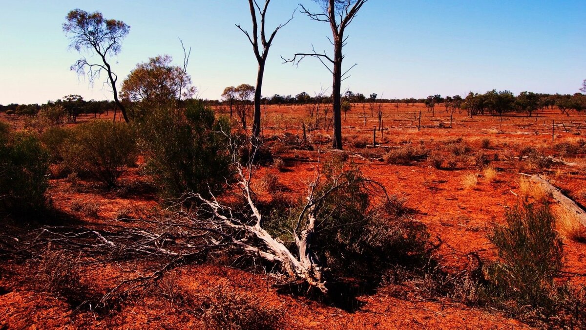 Красные ферраллитные почвы. Такой ландшафт можно встретить и в Индии. 