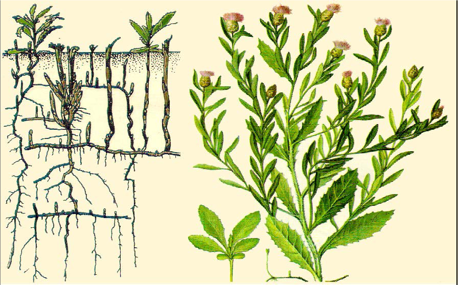 фото из инернета