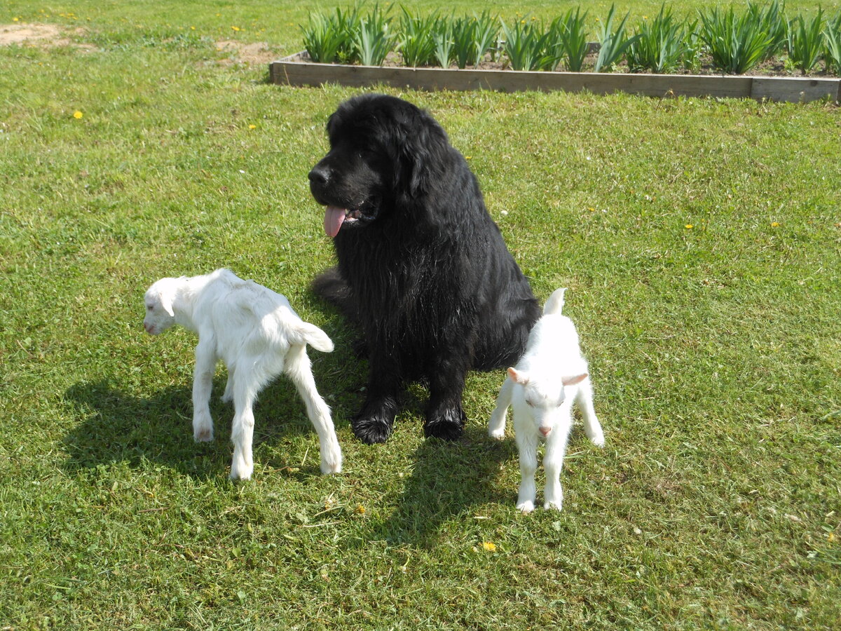 Ава пасёт козлят.