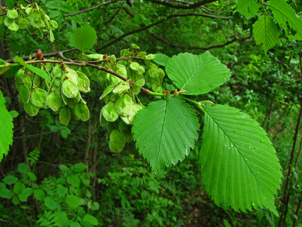 Листья дерева вяз фото. Вяз гладкий (Ulmus laevis). Вяз Ильм карагач. Вяз Ильм карагач Берест. Вяз обыкновенный, гладкий (Ulmus laevis).