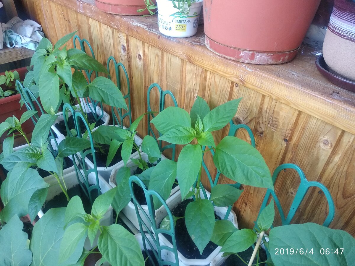 Первым рядом Тёма, вторым Лисичка, хотя... надо посмотреть на подписи.