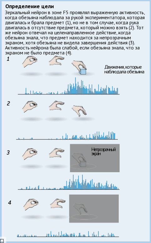 Один из примеров работы зеркального нейрона