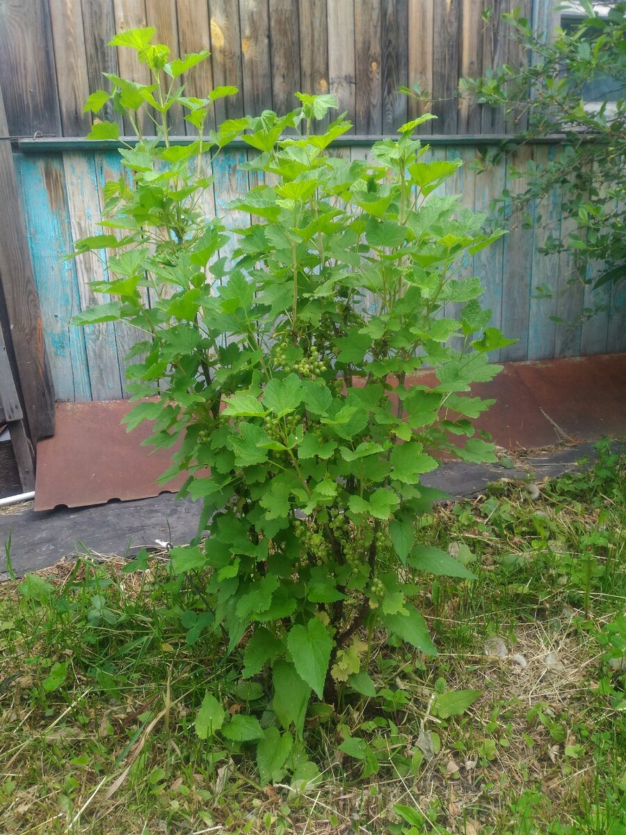 Куст красной смородины