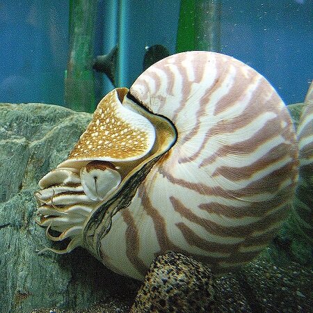 Nautilus. CC BY-SA 2.5, https://commons.wikimedia.org/w/index.php?curid=530507