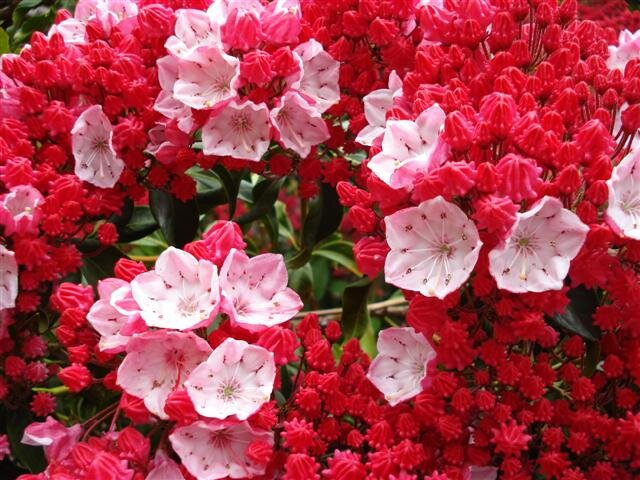 Кальмия широколистная "Оstbo-red" Источник  jury.co.nz