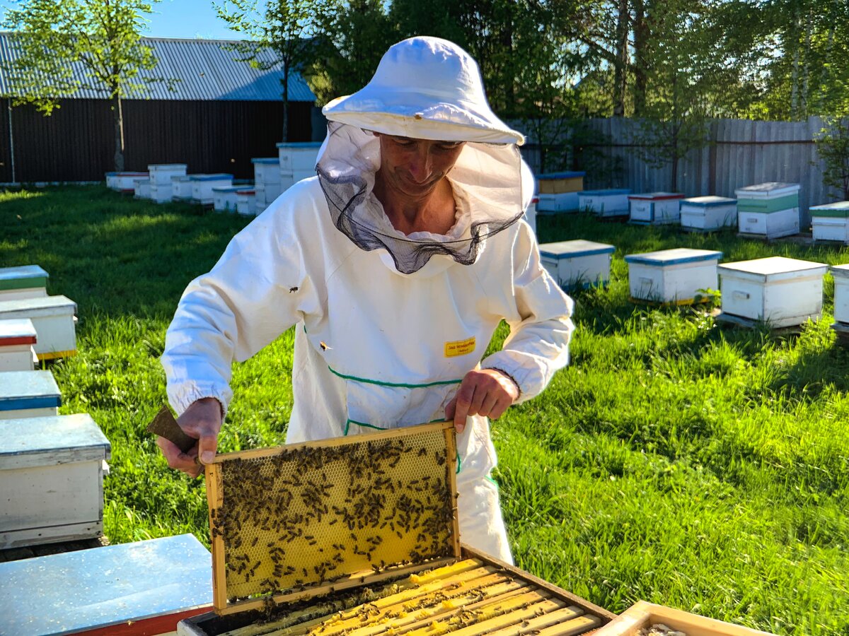 Пасечник на пасеке фото