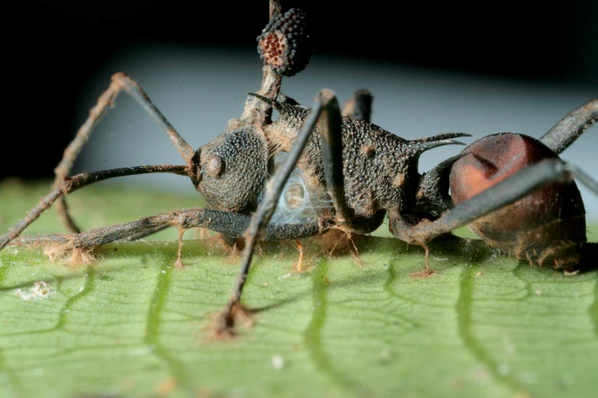 Зараженный муравей