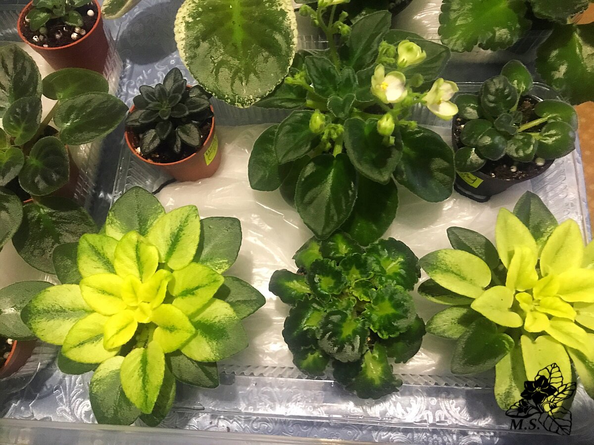 Фиалки на матах