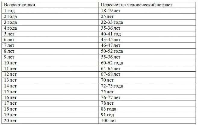 Как определить возраст кота? Кошки, Домашние питомцы, Литература