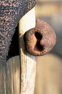 Хобот — это совершенный манипулятор. С его помощью слон может, например, поднять с земли обрывок нитки. Фото: DIOMEDIA