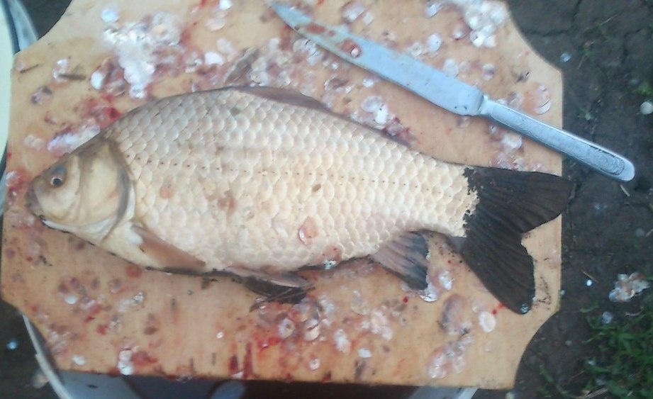 карась 500 гр прикормка грунт с добавлением червей