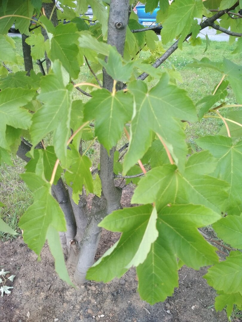 Явор дерево как выглядит фото