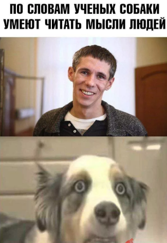 Дорогие Россияне, берегите своих собак. И на всякий случай котов тоже берегите. Кто знает, что придет в голову великому актеру на этот раз.