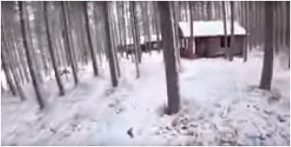 Туманная надежда на приобретение  имущества в лесу