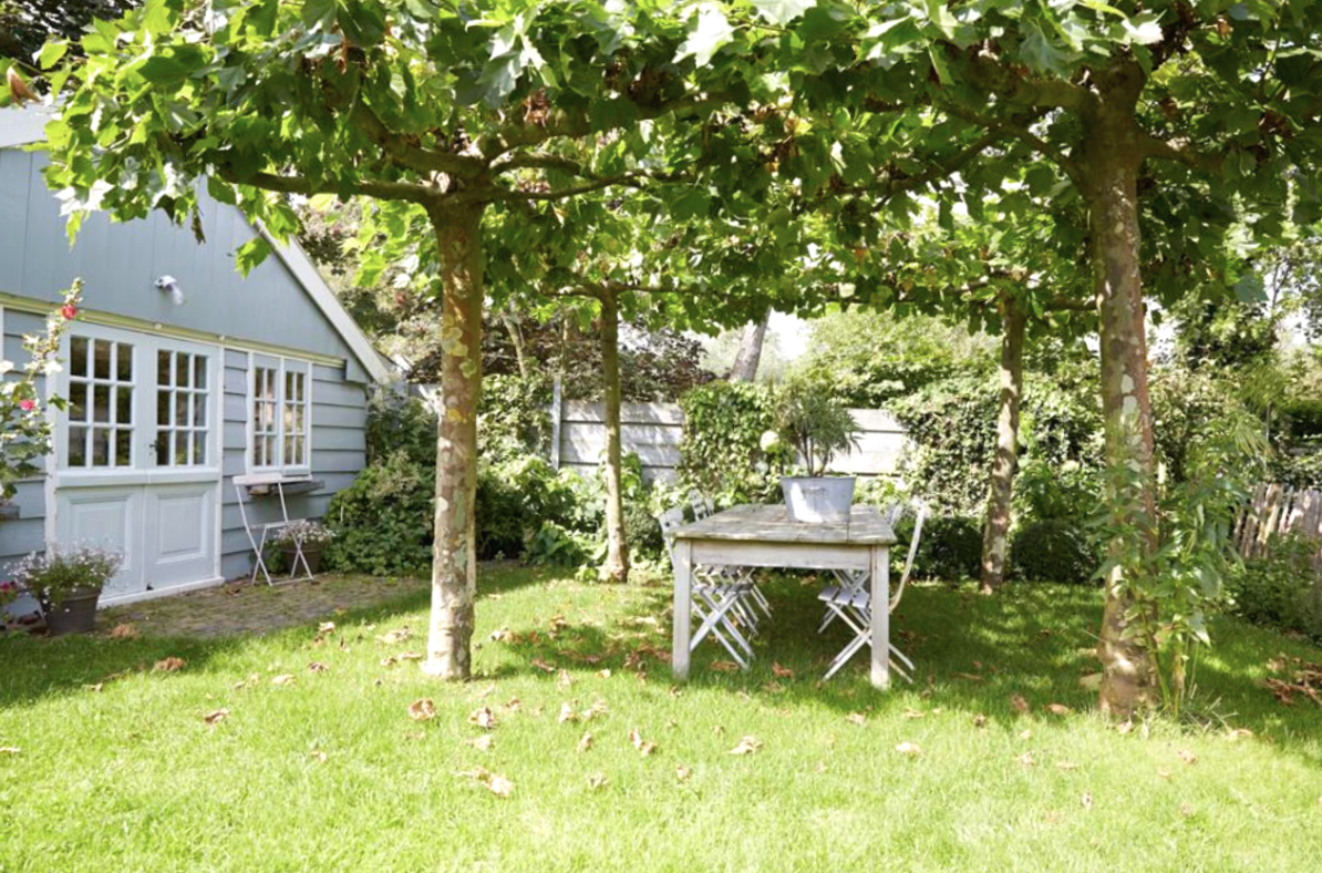 Крону платана можно сформировать в виде зонта