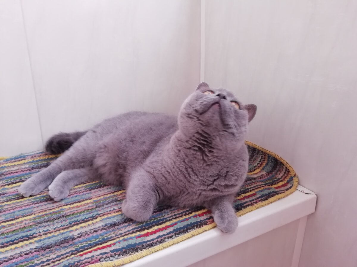 До недавнего времени Лизавета очень редко высказывала свое недовольство голосом,но потом что то пошло не так...