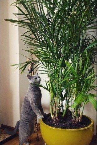https://www.pinterest.ru/pin/761530618224599686/?nic=1a