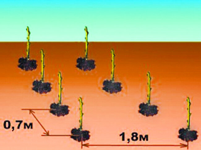 Схема посадки малины ремонтантной ряды кустов