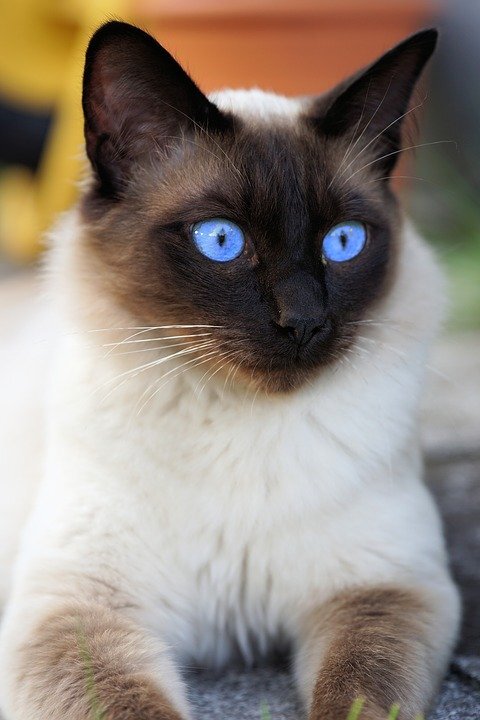 https://cdn.pixabay.com/photo/2017/09/19/19/13/siam-2766253_960_720.jpg