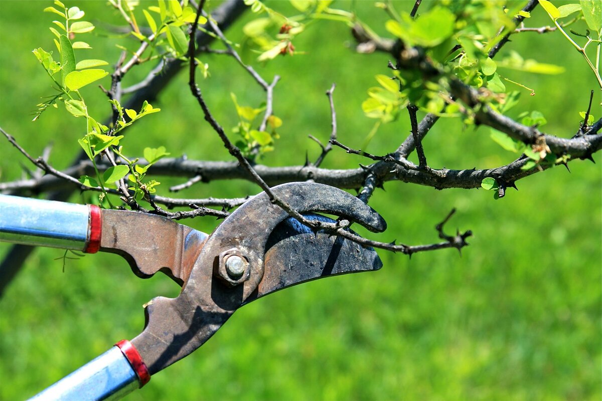 Обрезка плодовых деревьев весной в подмосковье сроки