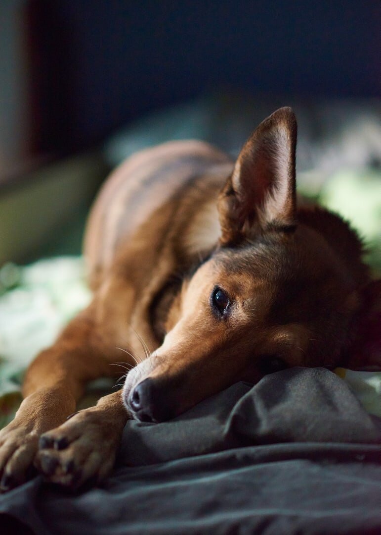 Больше нет многочисленного лая, а только умиротворение и любовь)