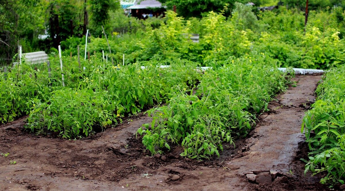 Томаты не рекомендуется высаживать на местах, где в прошлом сезоне произрастали картофель, перец, баклажаны.