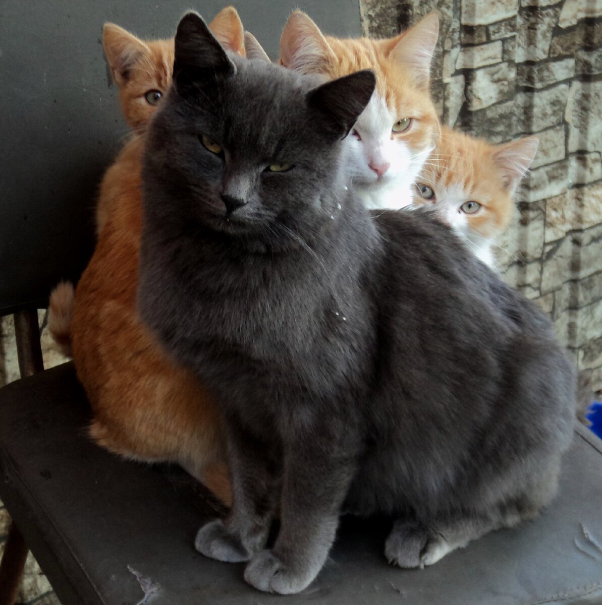 Котята считали этого кота своим защитником, под боком которого можно погреться