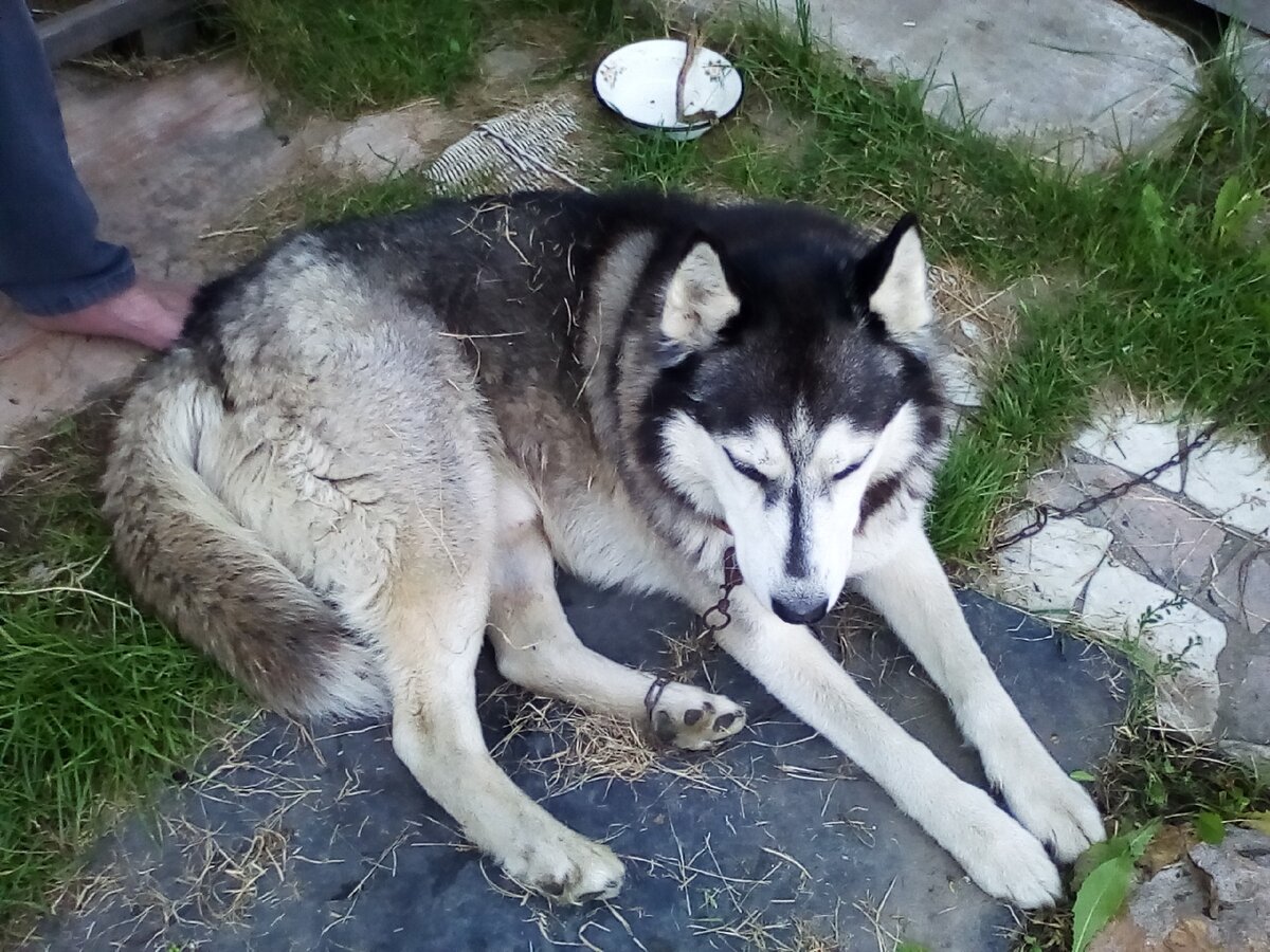 Это наш Норд. В переводе - Север. Вот такого хаски и назвали Абрикос.