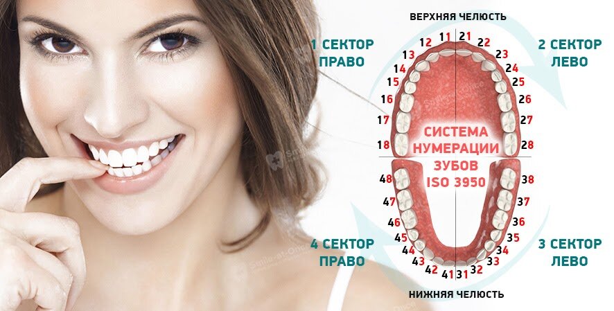 В норме живые здоровые зубы присутствуют у человека до 7-х или 8-х позиций на каждой челюсти. Рассказываем, сколько коронок выдержат 4 импланта. Фото: Smile-at-Once.ru.