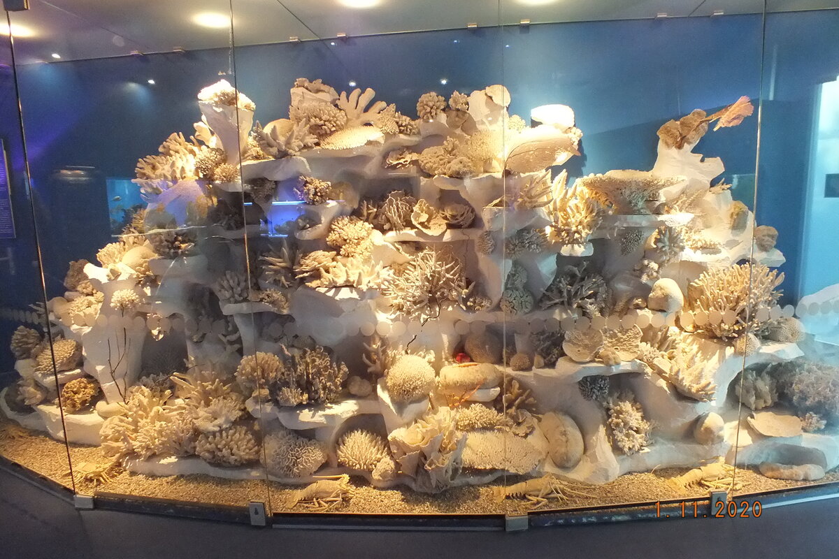 музей мирового океана в калининграде фото внутри