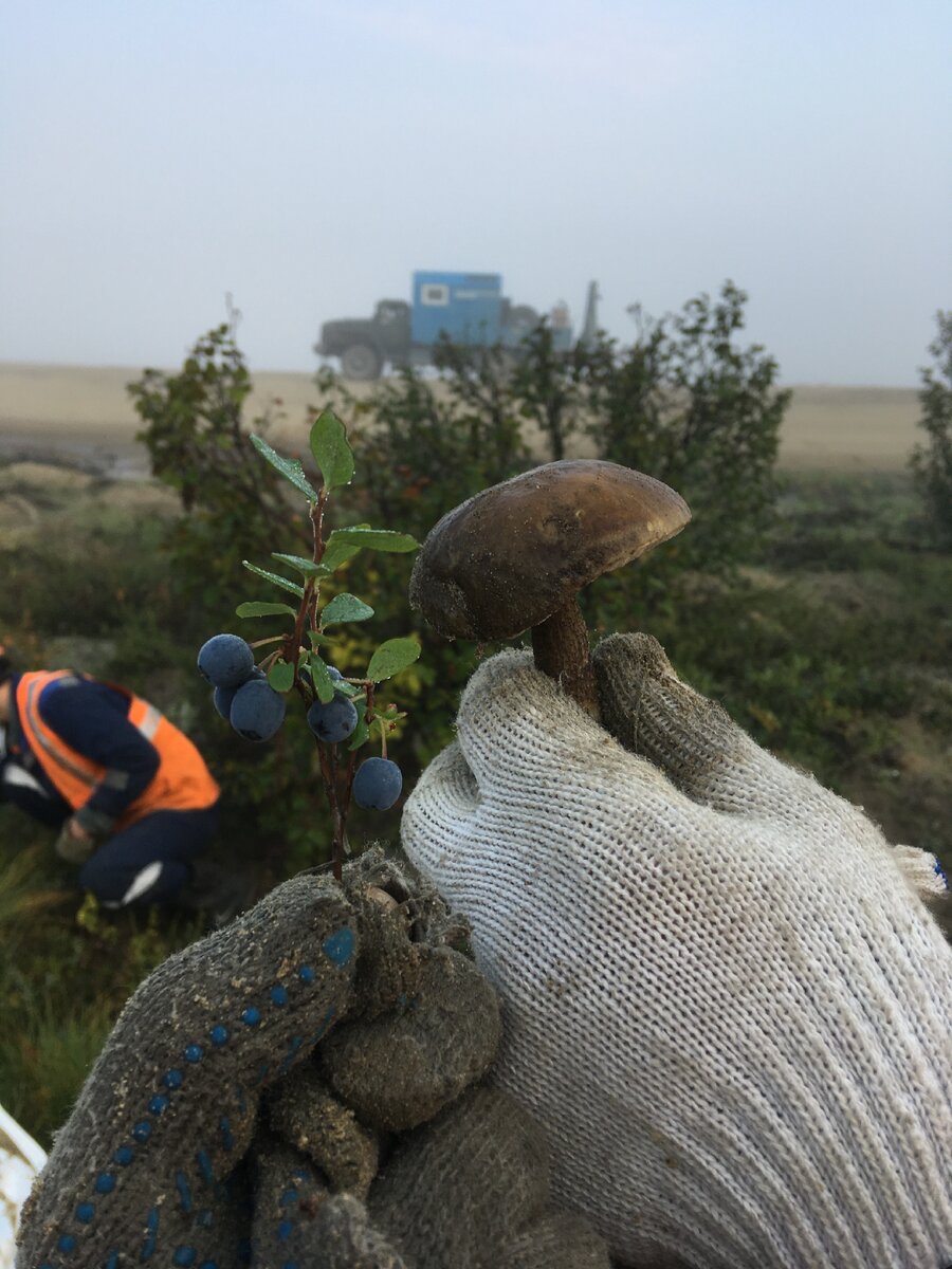 Север.. эх, не каждый хочет или хотел бы здесь работать и тем более жить, ведь нам нужно тепло и много всего яркого вокруг, но не для меня! Сложилось так что я оказался на Севере, на данный момент сейчас я работаю на севере уже 4-й год , врать не буду заезжаю я на вахту на минимум пол года , для таких уже со стажем вахтовиков это безумно, но не мне, расскажу почему. Началось всё с Армии, служил я с 2016г июня по 2017г июня, сам я с Краснодарского края, вообщем отслужил я 5 месяцев, в учебке в войсках ВМФ МА города Ейск, и отправили меня с другими товарищами в Североморск-Мурманск, там я и увидел Север, белые ночи, темные дни и холод, всё для меня было в черно-белом цвете, в принципе как и сейчас, но дело в том что я чем дольше на севере тем больше он меня притягивает к себе, вроде здесь всё очень тускло , холодно и делать тут нечего даже прогуляться по тундре не хочется , потому что холодно, погода тут меняется каждые пол часа, вот например сейчас тихо солнышко светит, пойдешь в столовую или в баню сходишь и через пол часа минимум, уже погода намного хуже это ветер пурга,  мороз, а ветерок такой холодный что долго не устоишь, устоишь конечно но только неизвестно чем это всё закончиться, ну Ладно расскажу вам как я тут начал жить , работать, знакомиться и общаться с товарищами, расскажу вам всё с чего начал и до чего дошел. Это был тот же 2017 год , был месяц Август и я увидел в интернете работа вахтовым методом На Севере, мне захотелось сразу но я только вернулся с армии и често не хотелось уезжать с родных мест я людлю свою семью очень сильно а ещё я не могу без леса и гор которые меня с рождения окружали в которых я так  много провёл времени из своей жизни, столько много я там узнал и полюбил, но жизнь такая штука, с деньгами дома тоже было не очень и я решил поехать на Север работать но для этого мне нужны были начальные деньги на билет на комиссии на бумаги , временное жильё, пропитание и много мелочей, вообщем надо было минимум 30 000 р , конечно я пошёл работать у себя в городе Апшеронске, там с работами было тоже не богато, всё что я мог на тот момент это устроиться грузчиком либо на склад либо на выезда по магазином либо в сам магазин грузчиком , в итоге .. эх забыл рассказать что я начал работать сразу как вернулся с Армии это было уже через неделю, и вот я успел за это время поработать и там и там, когда мне оставалось пол Месяца до вылета в Новый-Уренгой , там Контора наша, я успел ещё поработать с другом в том же магазине просто для того чтобы побыть вместе крайние дни до моего уезда, было много чего хорошего и плохого за это время но без этого не куда ) , вообщем я настал тот час, я собрался, сумку собрал, попрощался совсеми и отправился в путь, это был мой первый полёт на пассажирском   самолете, често мне небыдло страшно вообще ведь в Армии я летел на такой досоветской развалине, были щели в полу, лавочки обычные по бокам , не было даже парашютов , вообщем вот там было страшно , но когда мы пролетели пол часа я успокоился и мне немного стало пофиг что вдруг мы упадём но всё же задумывался хорошо бы если бы падали то хотяб в воду и всякие такие мысли были в голове, так что пассажирский самолёт это автобус был по сравнению с тем самолетом. Я прилетел в Новый-Уренгой , снял комнату и направился в контору там конечно же им что-то ещё от меня понадобилось это завести определеную кредитную карту и так далее , но самое сложное и феговое произошло, это то что они у меня потребовали отдельное заключения от психиатров и нарколога а у меня была бумажка с заключением где оба заключения вместе на одном листе, для меня это было не просто ведь я в Уренгое а не дома , я начал звонить своей мамочке любимой но у них там ещё раннее утро , разница 2 часа , а мне надо чтоб кто не будь поехал в больницу до врачей взял отдельное заключение и отправили электронно в полеклинику в Уренгой , я начал бегать по всему Уренгою, слава богу что он маленький сам по себе и я быстро сообразил что и как , ведь постоянно платить за то чтоб тебя прокатили вокруг по городу ну это невыгодно для меня на тот момент было ) , вообщем разобрался совсем через несколько дней и начались праздники , вообщем я жил в Уренгое на фаре 10 дней это общежития от конторы , там я познакомился с мужиками которые давно уже работают по северам и знают что это такое суровое место, и были такие же как я которые только устроились на вахту, пока ещё не добрался До рабочего участка меня уже хотели к себе забрать ну или на другую профессию забрать но я был категорически против я устроился подсобным рабочим им я должен отработать, заработать вообщем должен пройти этот этап как положено, как я и сделал . Уже через полный отработанный год ,  мне улыбнулась удача , я познакомился с товарищем его зовут Максим , мы с ним и другими товарищами жили до недавнего времени в одном вагон доме и хорошо сдружились с ним , я брал с него что-то для себя он от меня себе и уважали друг друга за то какие мы мужики , и уважаем друг друга по сегодняшний день хоть уже и работаем в разных конторах и городах ! Вообщем друг Максим работал Слесарем-Медником и как-то раз нас оставили работать на базе и получилось так что я пошёл ему в помощники в цех и начальство было совсем не против, на оборот за , я стал помогать и помогать , Максим увидел сразу что я не дурак и всё схватываю на лету и настоял чтоб я переводился к нему в помощники слесарем , он меня всему научил , всему тому что умел и нужно было для работы , я всё повторил  и где-то приуспел в работе лучше его , конечно Максим только обрадовался что нашёл сете достойную замену , так я Уже стал слесарем Медником , в очередной заезд я уже числился официально Паяльщиком. Я быстро эту профессию отточил до профессионализма и често где-то меня это наскучивало, так как у меня есть свой цех я начал заниматься в свободное время творчеством , у меня с рождения был потенциал к рисованию и я начал писать картины , портреты , первый рисунок- портрет было изображения моей прекрасной любимой девушке , дальше рисовал что хотелось , были заказы от людей , да я успел продать несколько ) , потом я попробовал сделать скульптуру из гипса и у меня получилось , сделал голову волка , очень классно получилось скину фото отдельно , и вообще наверное я скину отдельно все портреты и работы что я сделал на вахте, сейчас я пишу эту статью потому это сейчас выглядит как один выстрел в двух зайцев , я с большим желанием рассказываю свою историю из жизни и могу с этого попробовать заработать на яндекс зен , круто не правда ли ?! Хочу сказать вам всем кто дочитал мою историю , огородное спасибо вам , счастья вам и вашим родным , здоровья всем , спасибо , я буду писать ещё для вас для всех , спасибо !