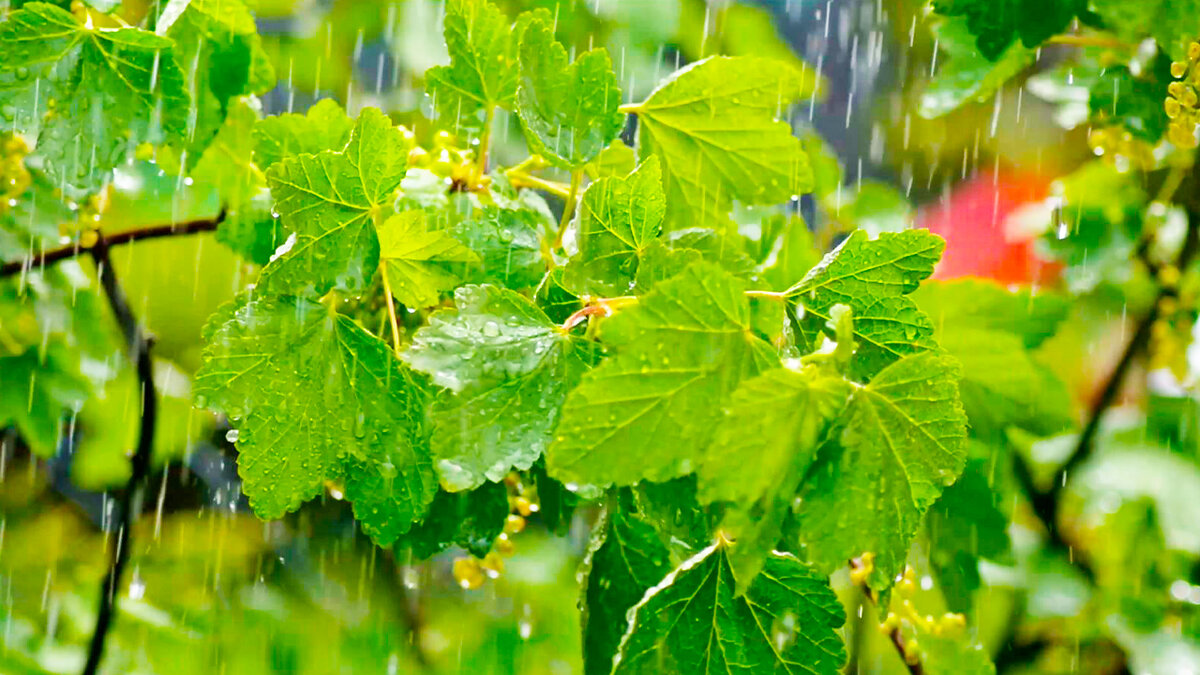 Умиротворяющий звук дождя