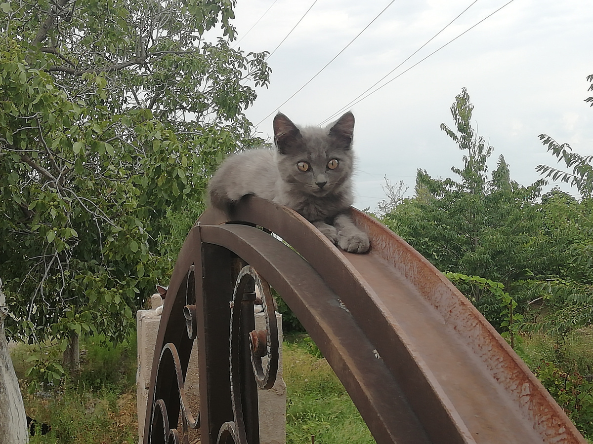 Живое украшение ворот🐈