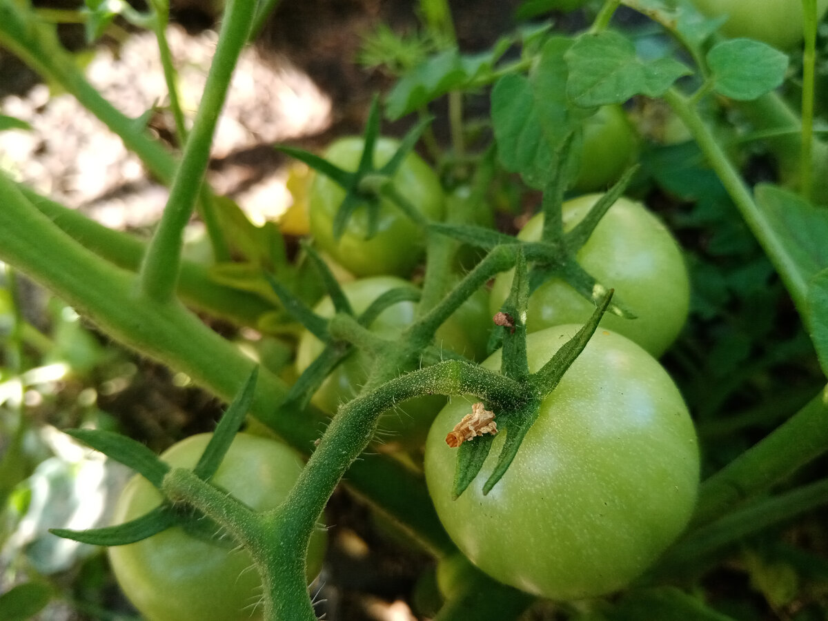 Мой самый любимый сорт - Златовласка