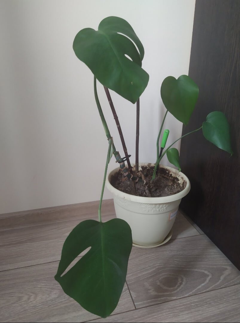 Monstera deliciosa Монстера деликатесная/прелестная