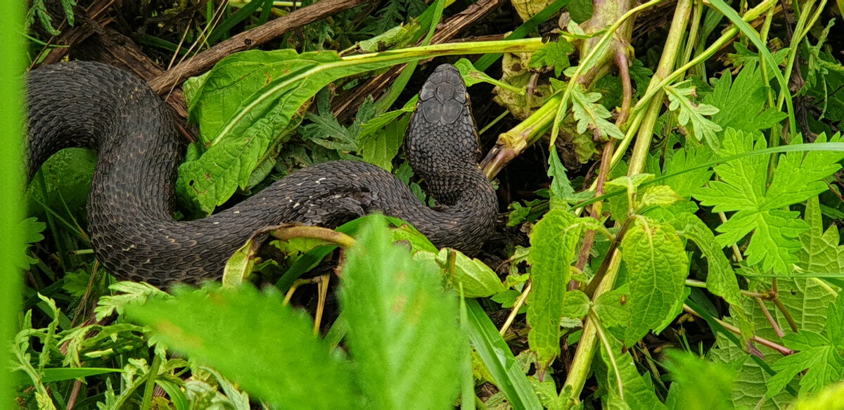 У нас в Приморье можно встретить вот такого красавца,  это полоз. Он не ядовит, старается уползти, если встречается с человеком. Вот и мы гуляли по Ливадийской сопке, встретили на дороге полоза он правда не очень то и хотел уползать. Полоз грелся на солнце они это любят, ну мы не стали его сильно беспокоить,сделали небольшую фотосессию и пошли дальше. 