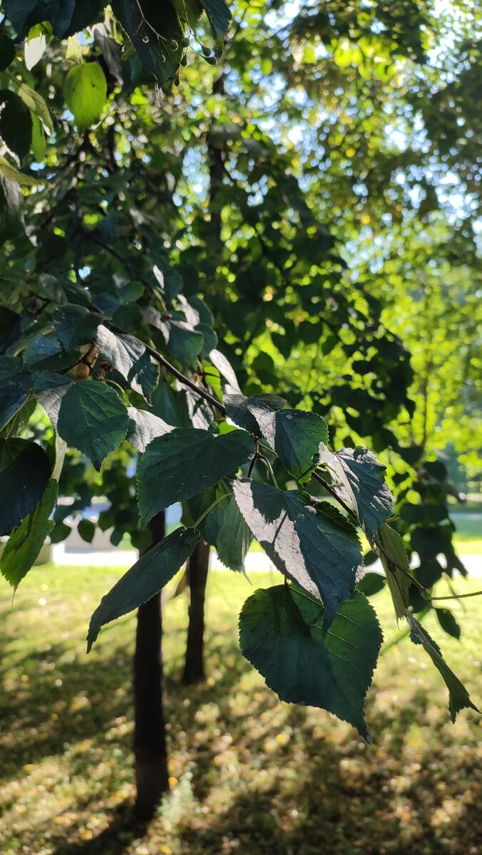 Личное фото. 