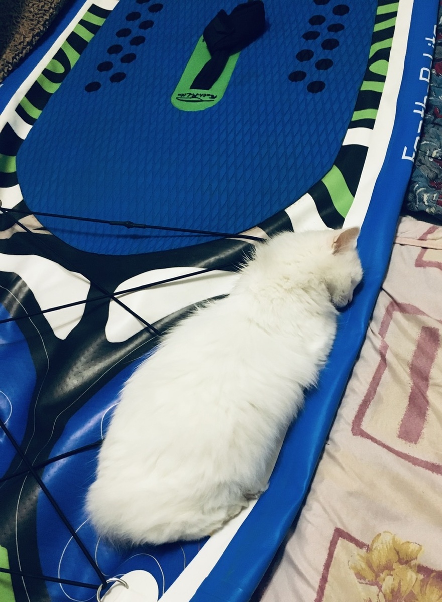 Коту мое новое увлечение тоже пришлось по душе.