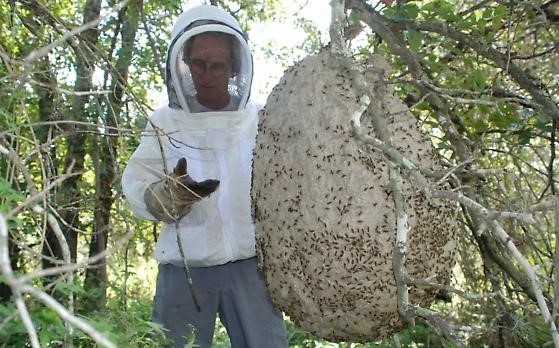 Мексиканская медоносная оса: Ломает стереотипы об осах. Делает вкусный осиный мёд и помогает людям избавиться от вредителей2