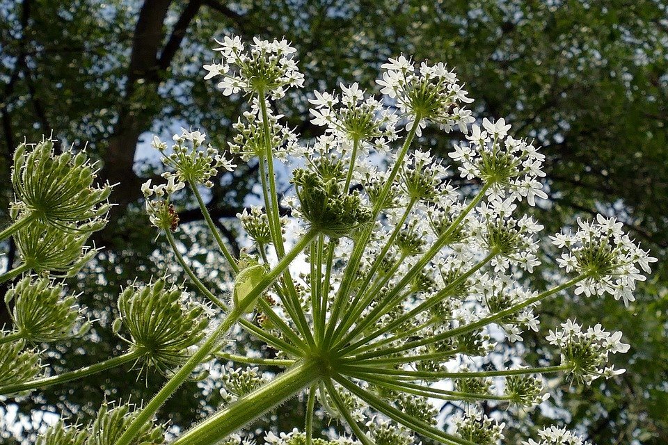 Фото: Pixabay.com