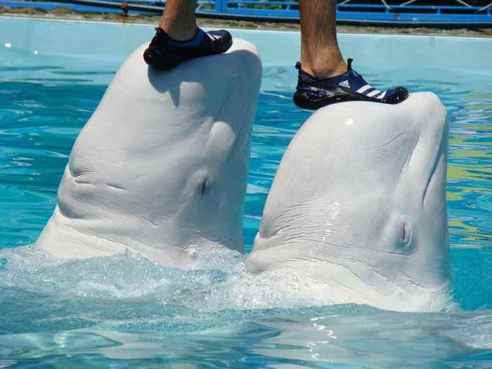 Белый кит фото в дельфинариуме