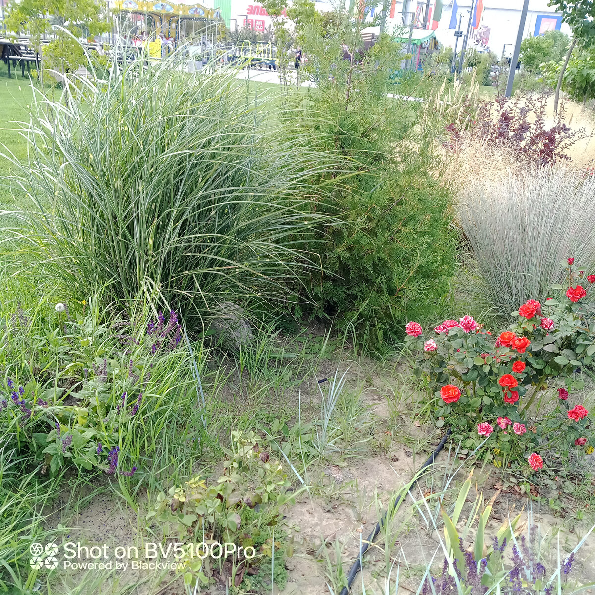 В нашем мире много прекрасного, но чтобы увидеть настоящее, надо приложить усилия, а для просмотра удаленной картинки, усилия не нужны. Фото автора