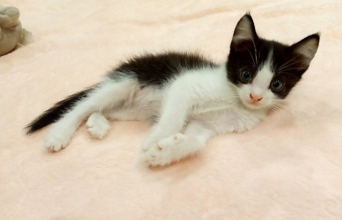 Маркиз 2 недели как дома