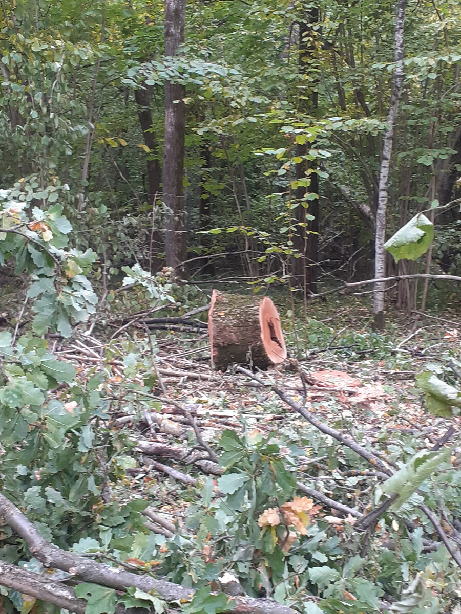 Буквально на прошлых выходных тут был лес, а сейчас: