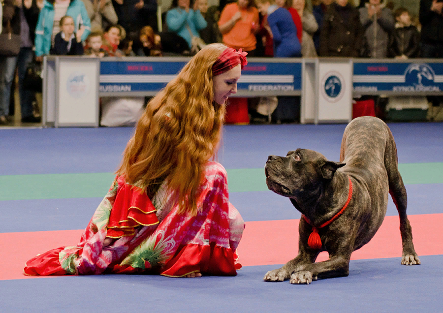 Кинологический фристайл. Фристайл (Кинологический фристайл - танцы с собаками). Танцы с собаками. Фристайл спорт с собакой.