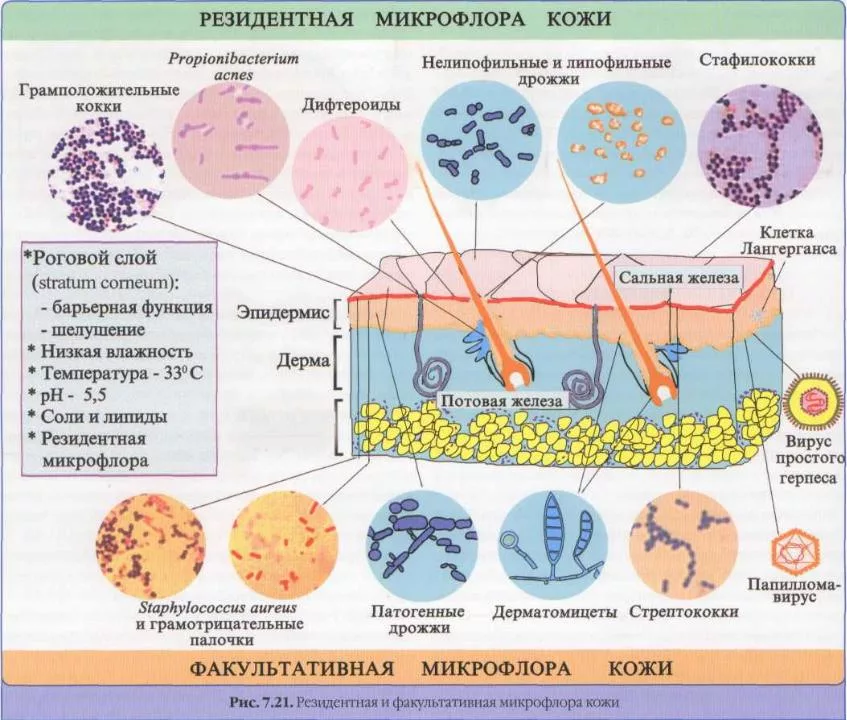 Кожа участвует в выделении. Нормальная микрофлора кожи. Микроорганизмы нормальной микрофлоры кожи. Микрофлора кожи человека. Нормальная микрофлора кожи человека.