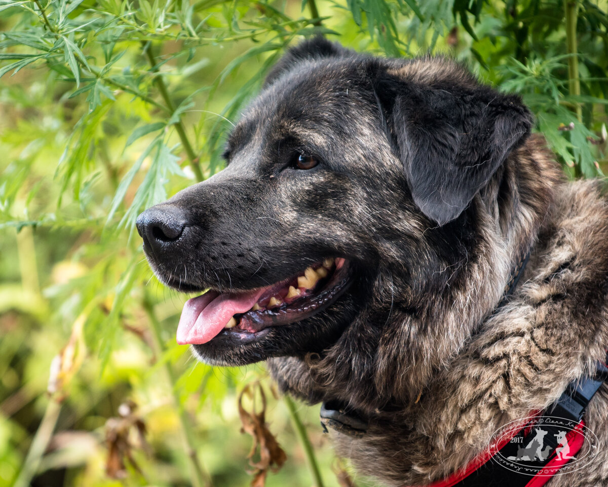 Марта. Уютная, меховая красавица. Карусель фотографий расскажет вам какая она, тигра Марта.