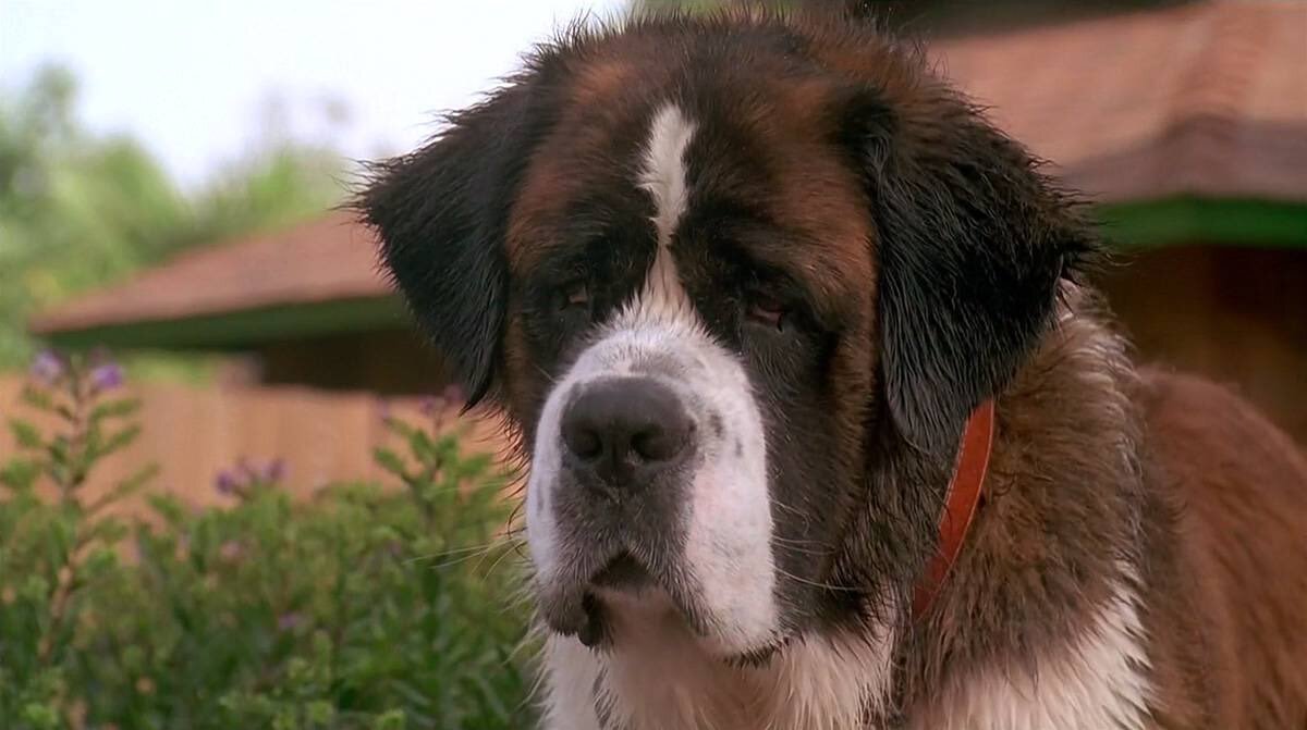 Бетховена в одноименном фильме играл пес породы сенбернар.