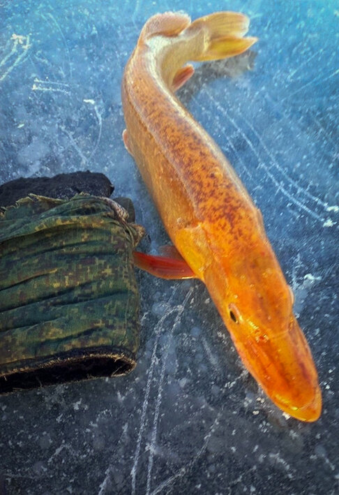 Не то янтарная, не то золотая. Источник:ulan.mk.ru